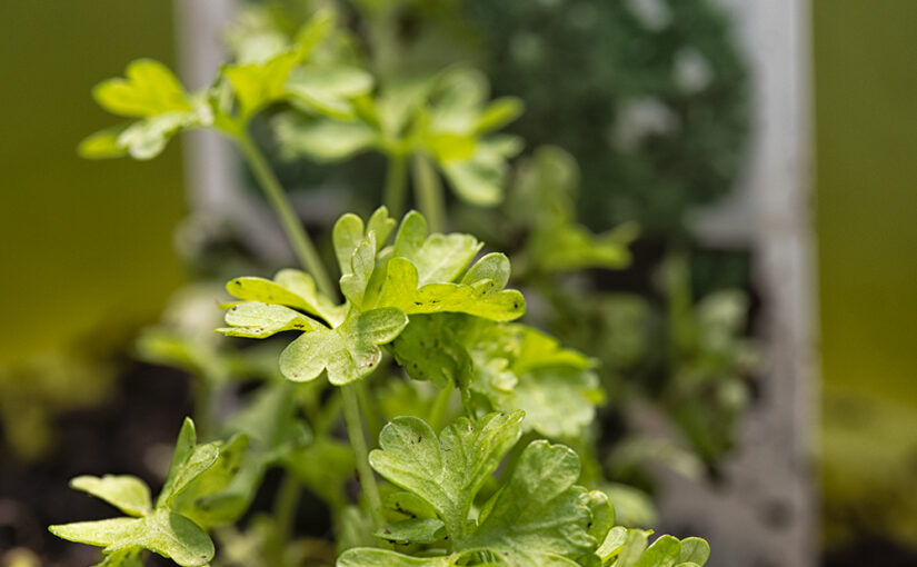 Apr 13 – Parsley