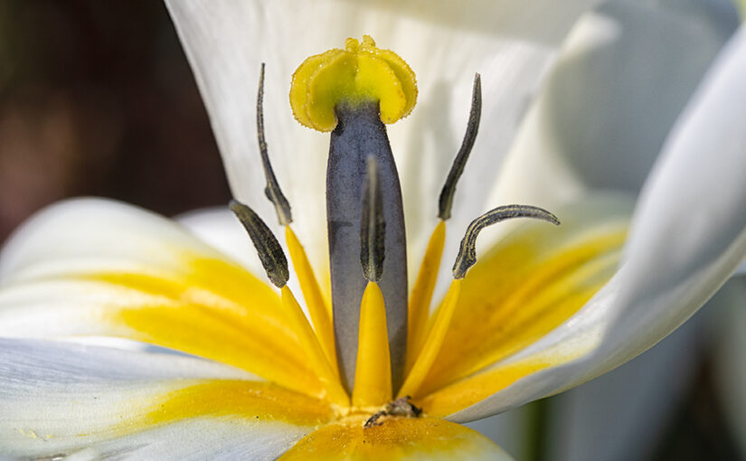 Apr 15 – King of spring