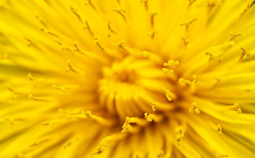 Apr 16 – Dandelion