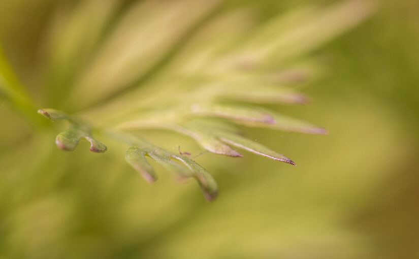 Apr 17 – Growing