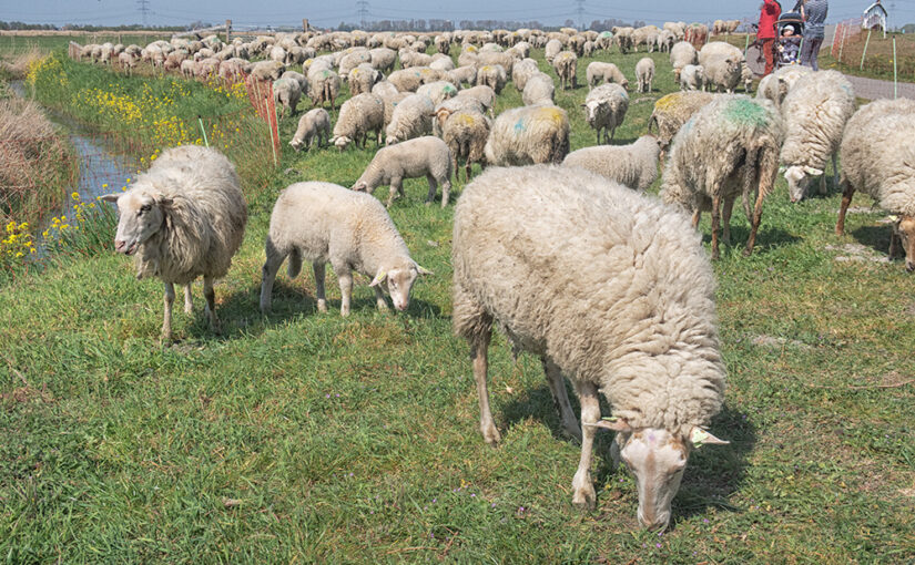 Apr 18 – Herd