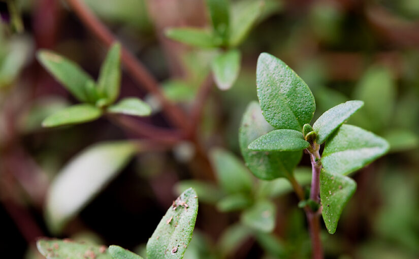 Apr 21 – Thyme