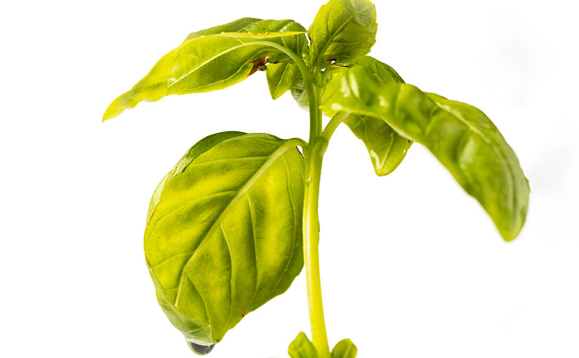 Apr 22- Basil