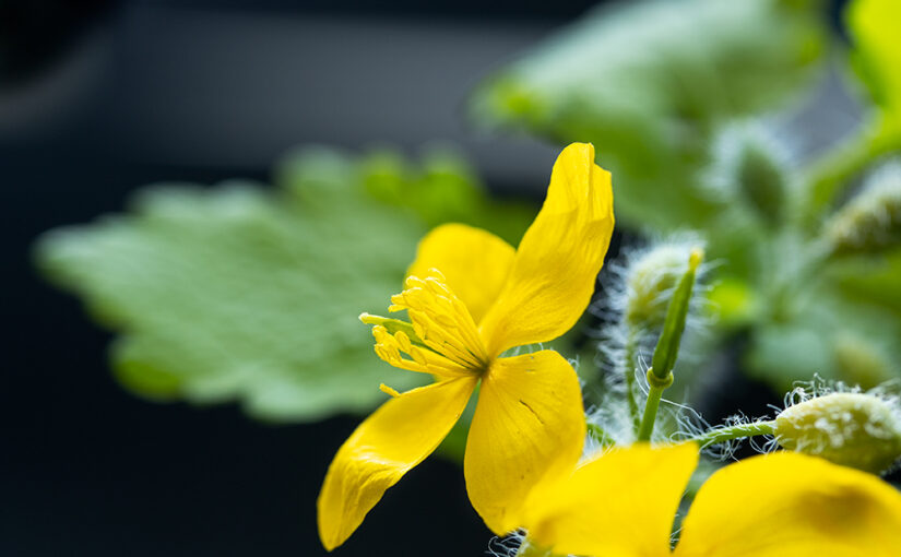 Apr 23 – Celandine