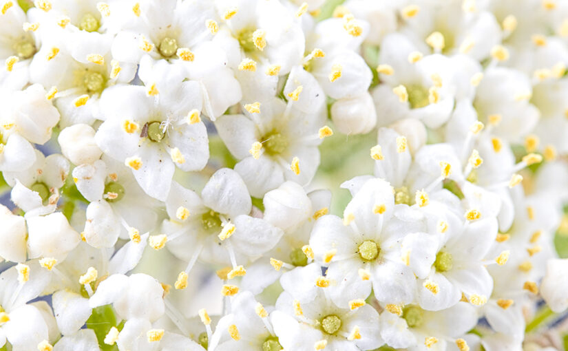 Apr 24 – Blooming