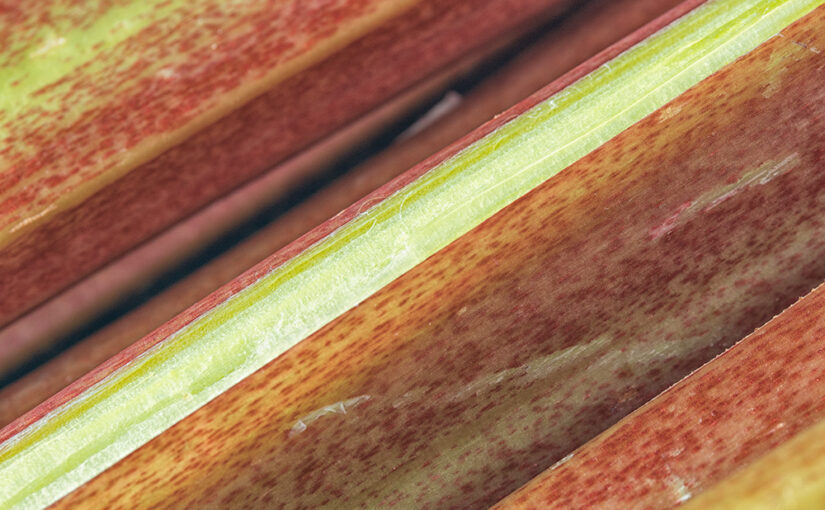 Apr 25 – Rhubarb