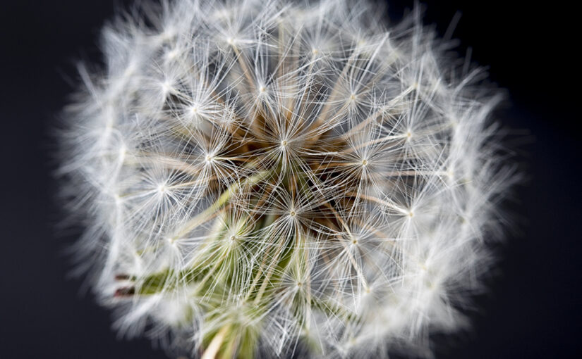 Apr 26 – Dandelion