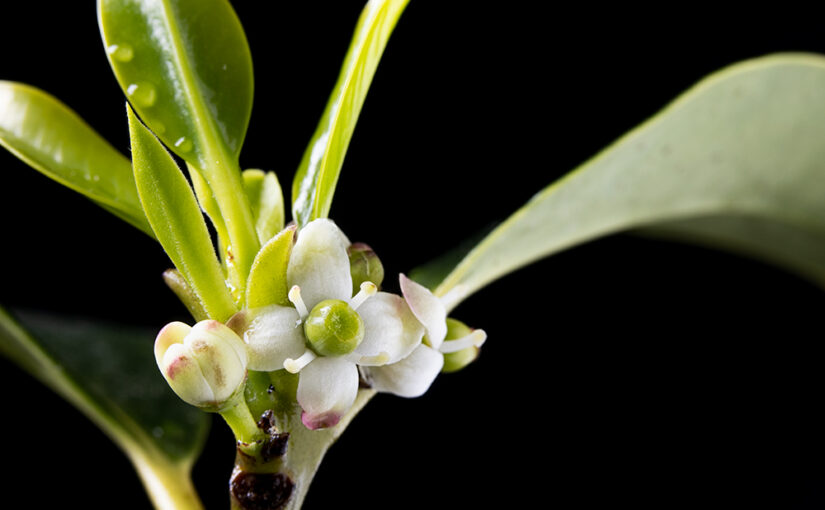 Apr 27 – Holly
