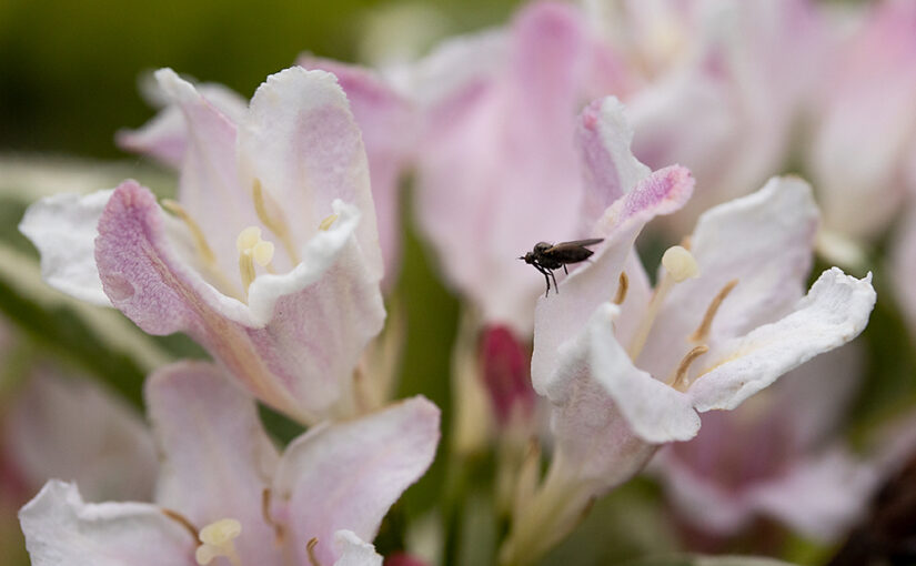 Apr 30 – Blooming