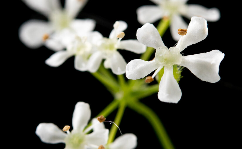 May 02 – Wonderful weed