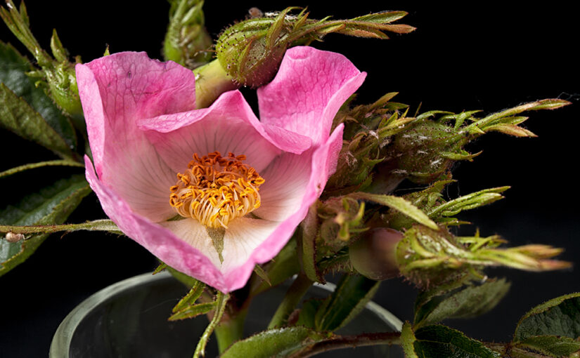 May 24 – Wild pink