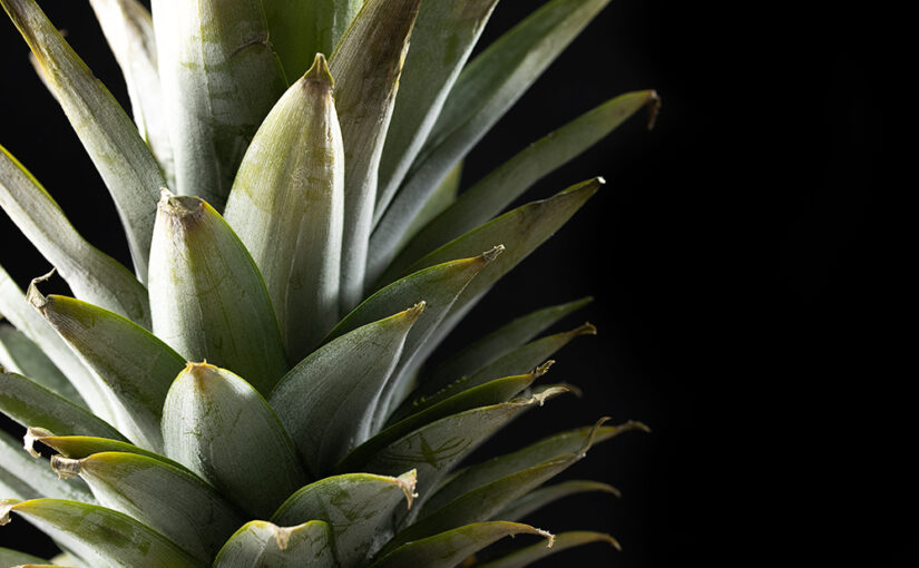 May 26 – Pineapple