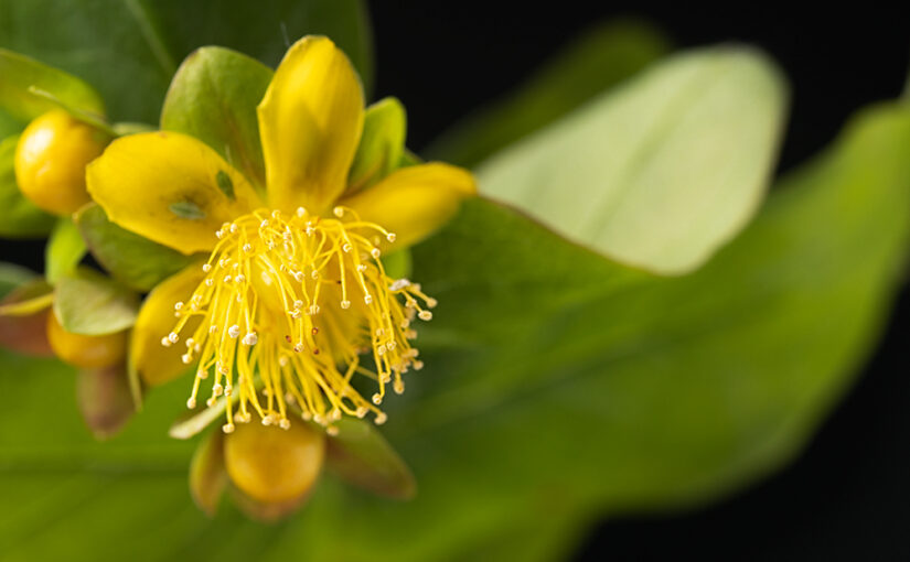 May 29 – Flower with leaves