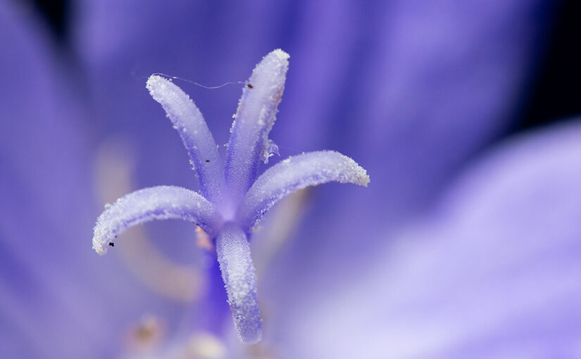 Jun 09 – Purple