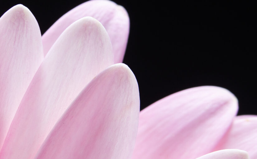 Jun 13 – Pink