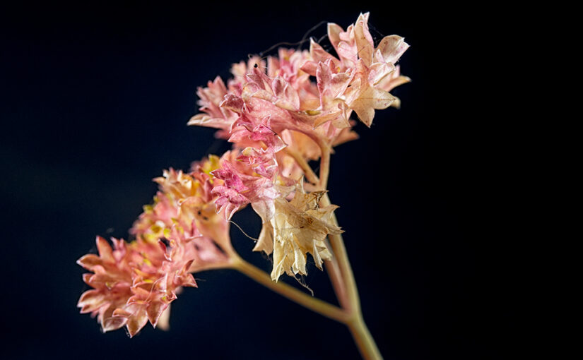 Jun 26 – Red parsley