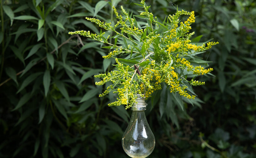 Aug 06 – Lamp with weed