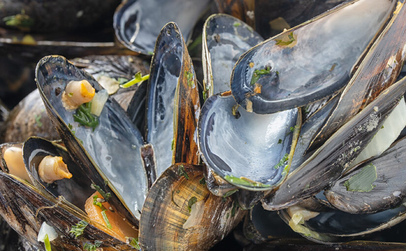 Aug 07 – Shells
