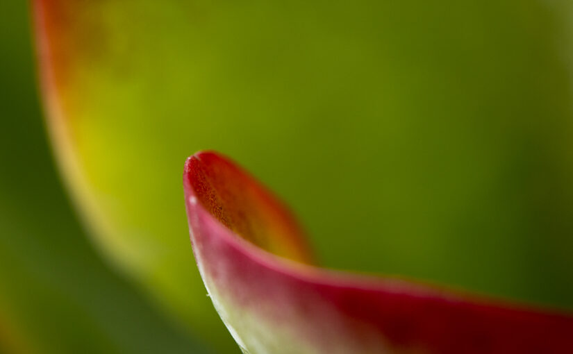Aug 10 – Tongue