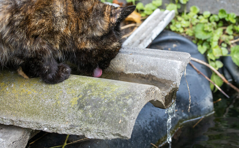 Aug 18 – Licking
