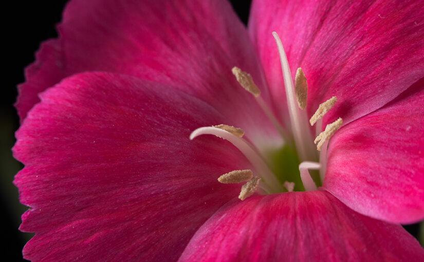 Dianthus revisited