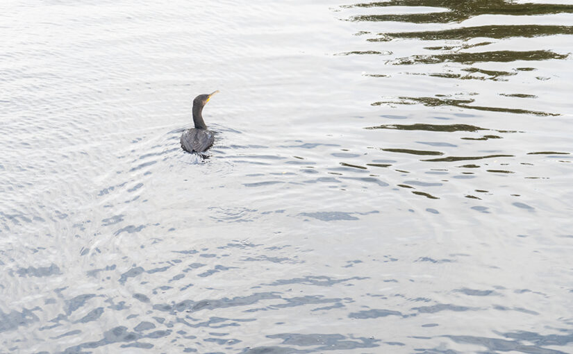 A cormorant fishing in our local ditch