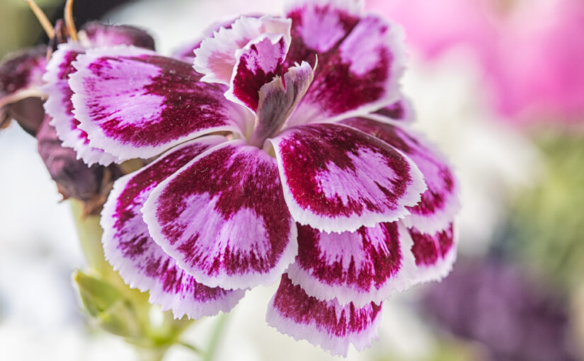 Oct 08 – Purple