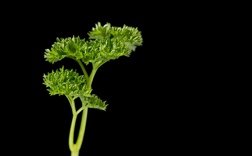 Nov 03 – Parsley