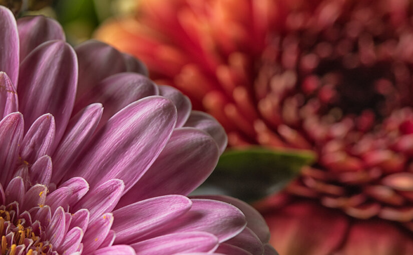 Nov 06 – Flowers