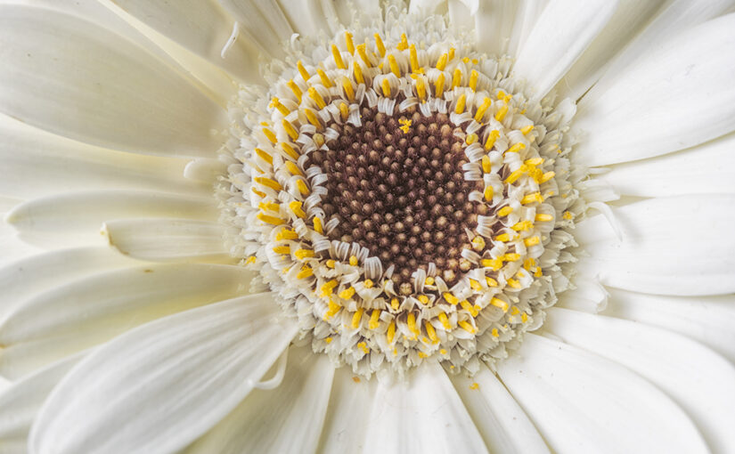 Nov 08 – White