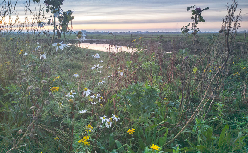 Nov 17 – Flowers with landscape