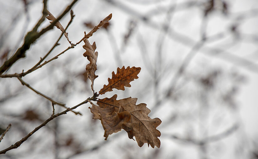 Nov 26 – Leafs