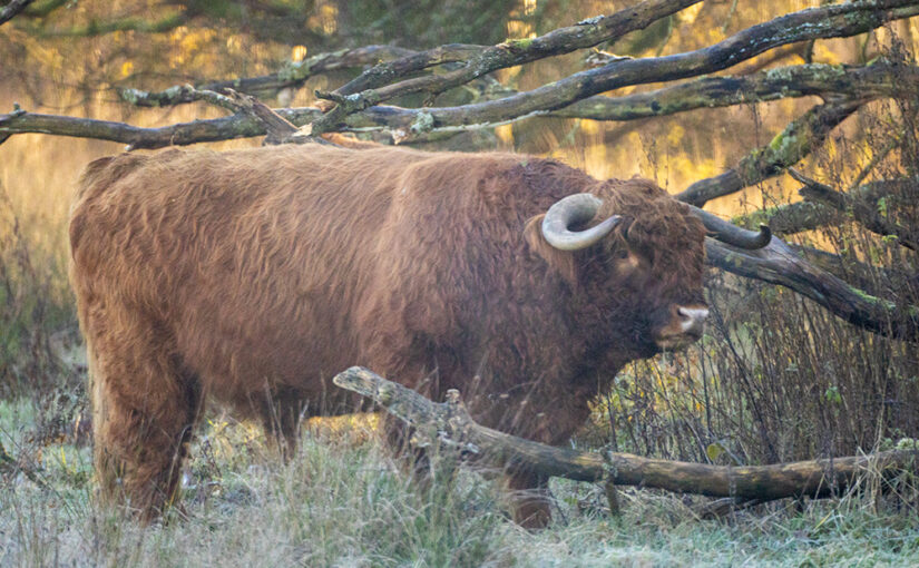 Bull in the shadow on somewhat frozen grass. The background is lit by the morning sun. Last vacation photo. We went home today.