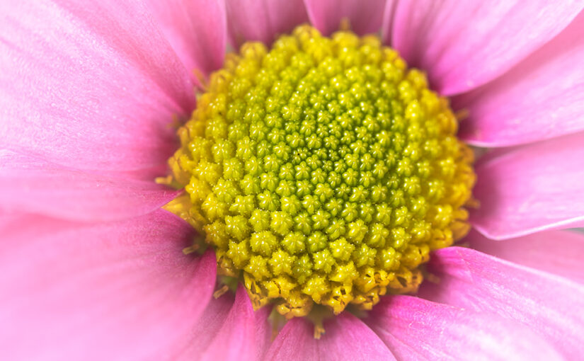 Detail of the inner part