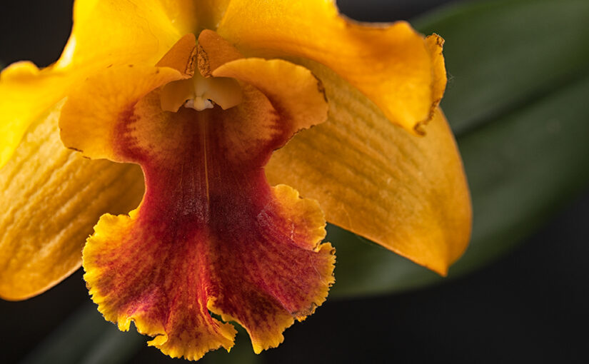 An old yellow orchid