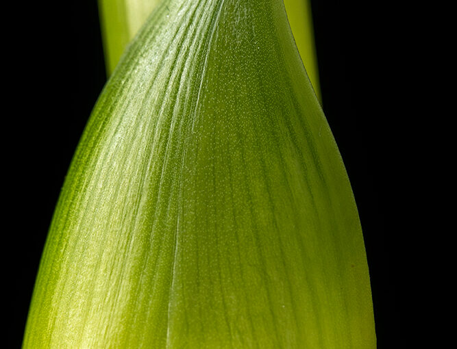My amaryllis 11 days later. Slow, but steadily growing.