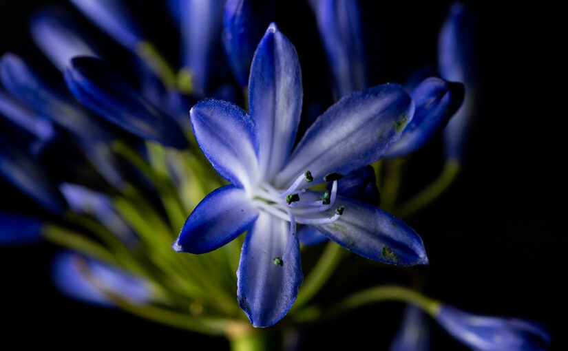 Feb 06 – Blue