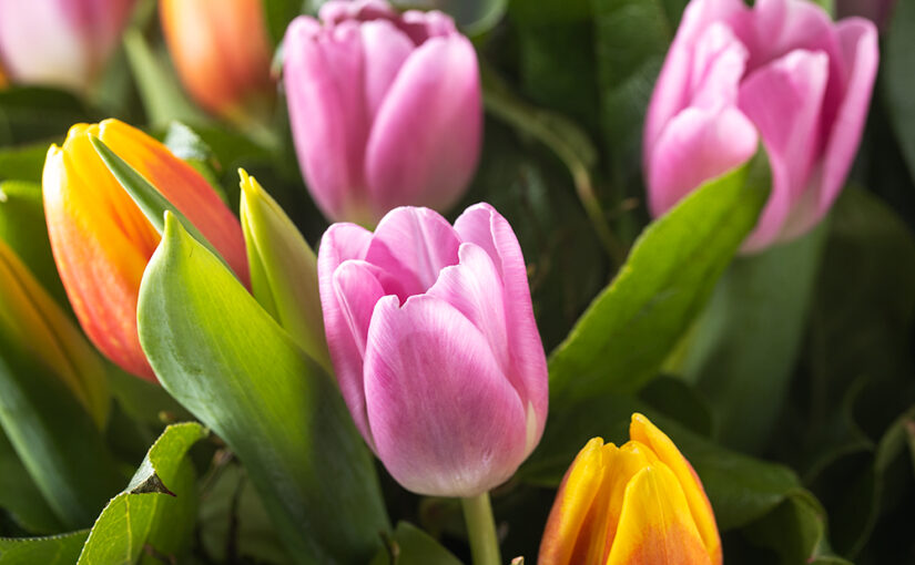 Feb 11 – Tulips