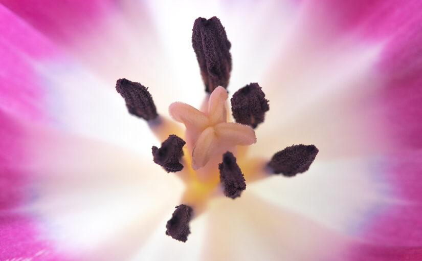 Detail of a tulip