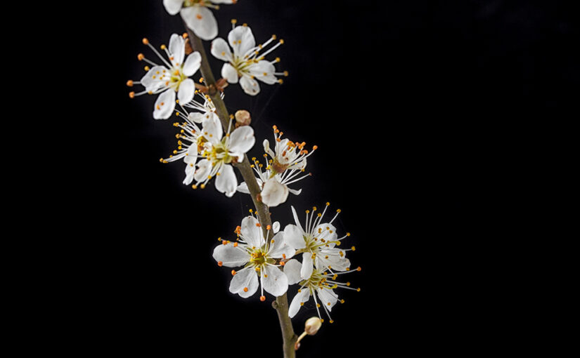 Mar 17 – Springtime