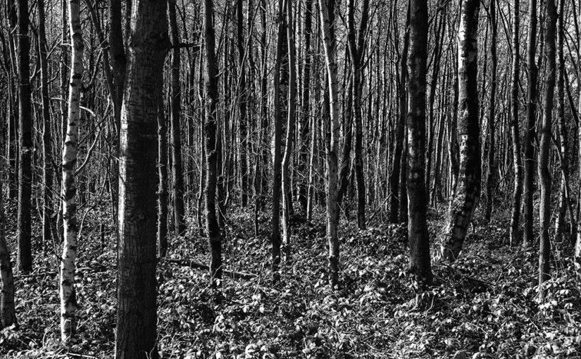 Mar 21 – Trees