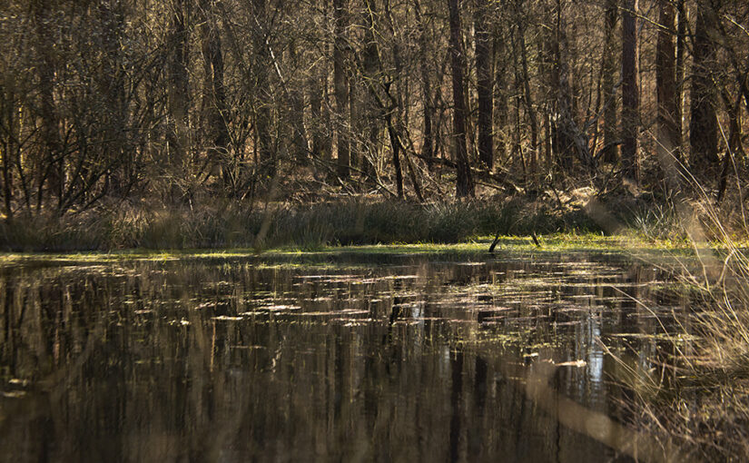 Mar 23 – Forest view