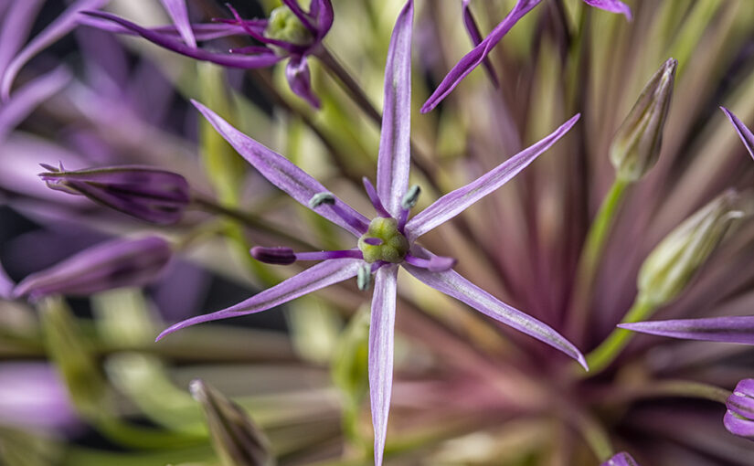Detail of a bouquet I got yesterday. Expect more the coming week ;)