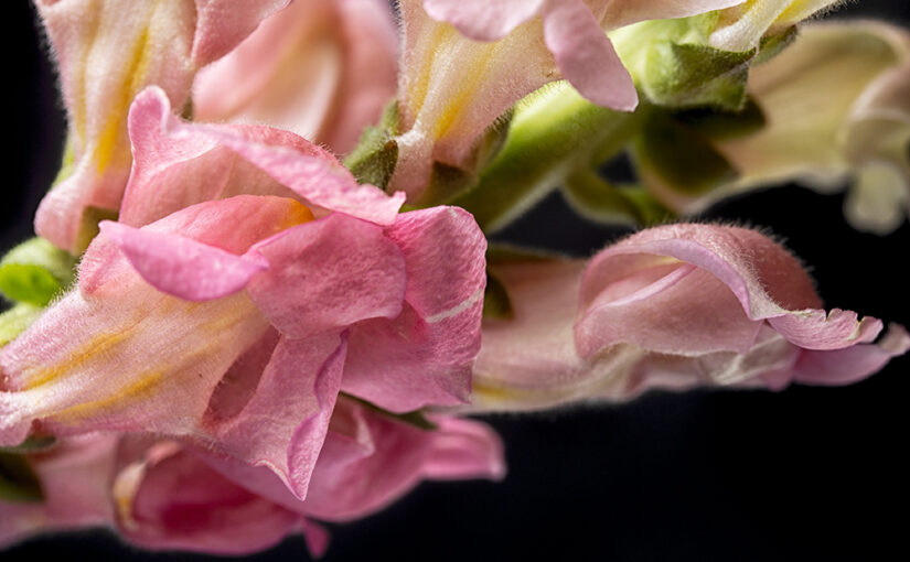 Another (somewhat hairy) flower of my bouquet