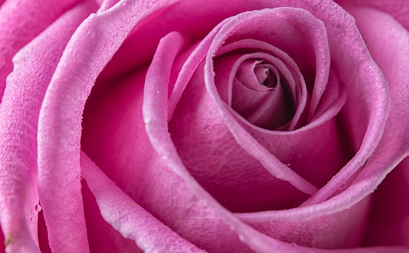 Apr 02 – Rose