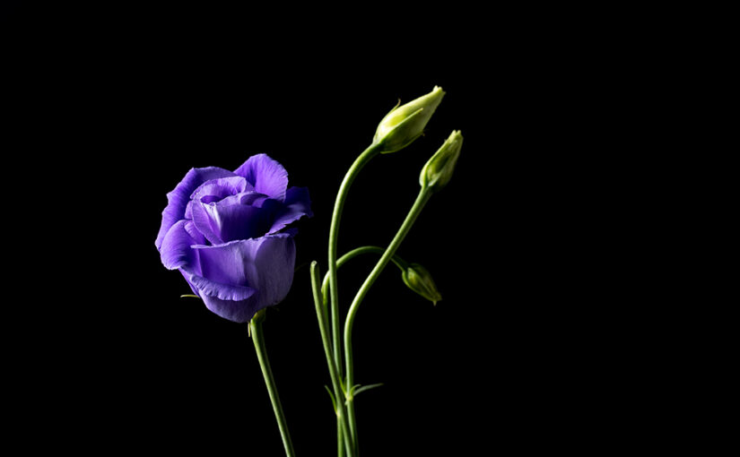 Apr 04 – Purple rose