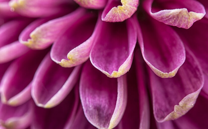 Apr 05 – Petals