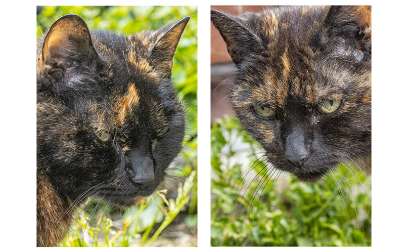 Apr 13 – Cats