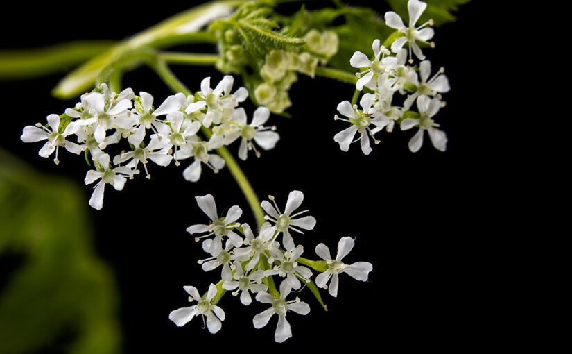 Apr 15 – Weed
