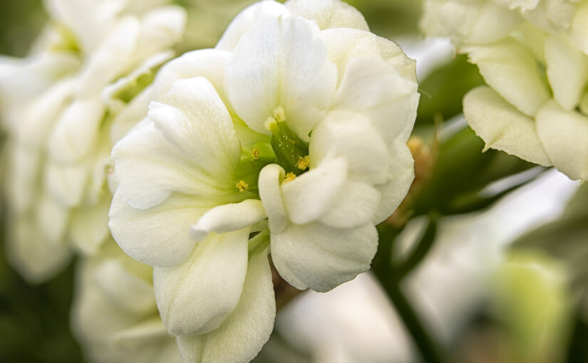 Apr 20 – White flower